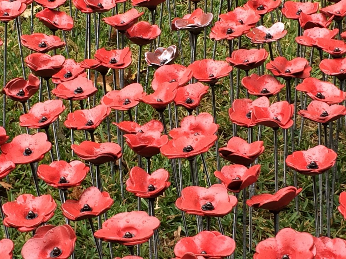 Red Poppies Art Installation Comes to Library